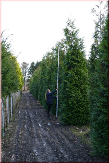 Thuja plicata 'Martin'