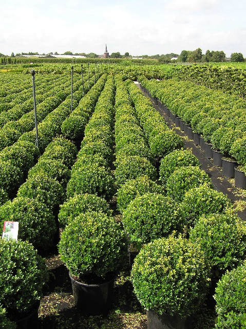 Ilex crenata 'Maxima'