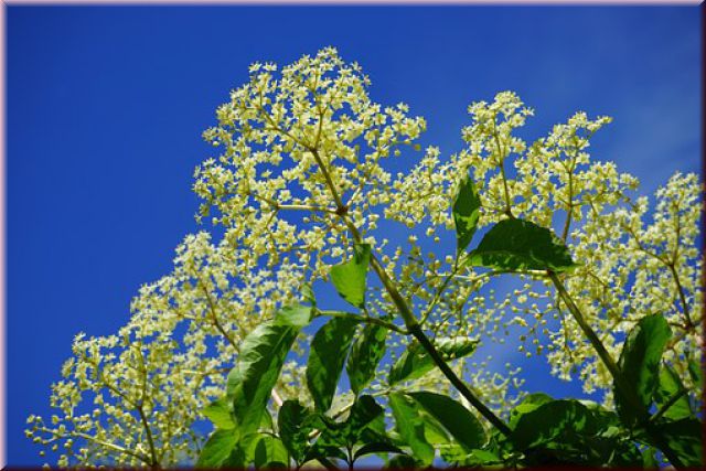 Sambucus nigra