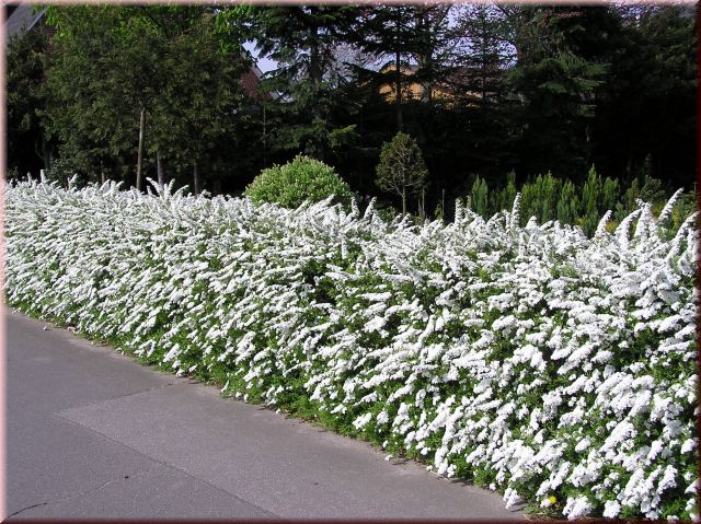 Spiraea cinerea 'Grefsheim'