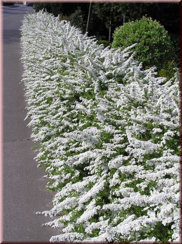 Spiraea cinerea 'Grefsheim'