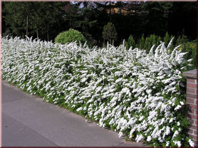 Spiraea cinerea 'Grefsheim'