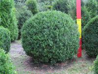 Buxus sempervirens var. arborescens