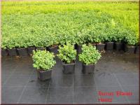 Buxus sempervirens Blauer Heinz