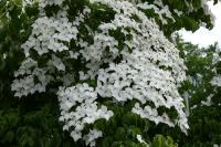 Cornus kousa 'China Girl'