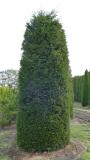 Taxus baccata