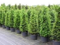 Taxus baccata
