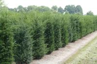 Taxus baccata