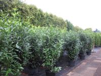 Prunus lauroc. 'Genolia' ®