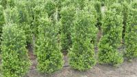 Ilex crenata 'green Hedge'