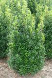 Ilex meserveae 'Heckenstar' ®