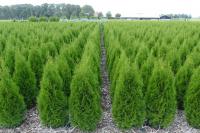 Thuja occidentalis 'Smaragd'