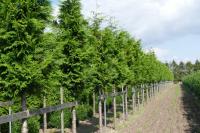 Thuja plicata 'Martin'