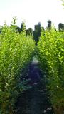 Ligustrum ovalifolium