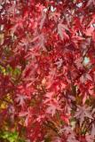 Liquidambar styraciflua 'Worplesdon'