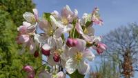 Malus 'Evereste' ® CAC