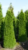 Thuja occidentalis 'Smaragd'