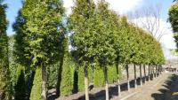 Thuja occidentalis 'Brabant'