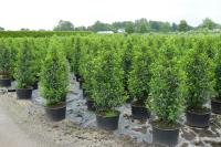 Prunus lusitanica 'Angustifolia'