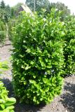 Prunus lauroc. 'Etna' ®