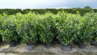 Prunus lauroc. 'Novita'