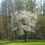 Prunus avium CAC