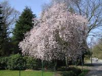 Prunus cerasifera 'Nigra' CAC