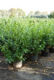 Prunus lauroc. 'Novita'