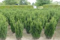 Taxus media 'Hillii'