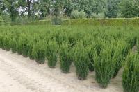 Taxus media 'Hillii'