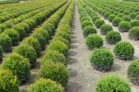 Taxus baccata