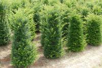 Taxus baccata