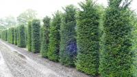 Taxus baccata