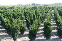 Taxus media 'Hillii'