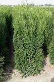 Taxus media 'Rising Star' (R)