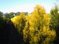 Thuja plicata '4ever Goldy' ®