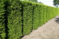 Thuja occidentalis 'Brabant'