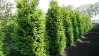 Thuja occidentalis 'Brabant'