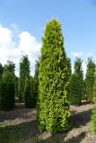 Thuja occidentalis 'Yellow Ribbon'