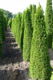 Thuja occidentalis 'Smaragd'