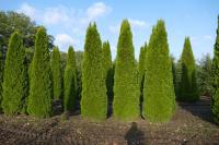 Thuja occidentalis 'Smaragd'