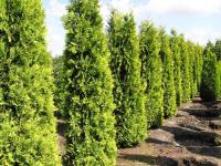 Thuja occidentalis 'Yellow Ribbon'