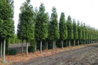 Thuja plicata 'Martin'