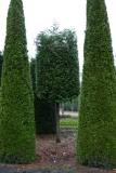 Thuja plicata