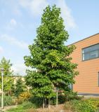 Liquidambar styraciflua