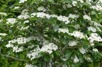 Crataegus lavallei 'Carrierei'