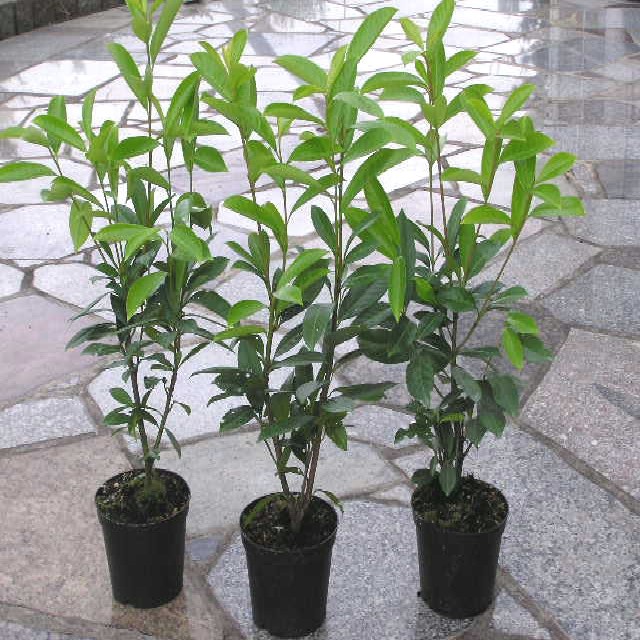 Prunus lauroc. 'Herbergii'
