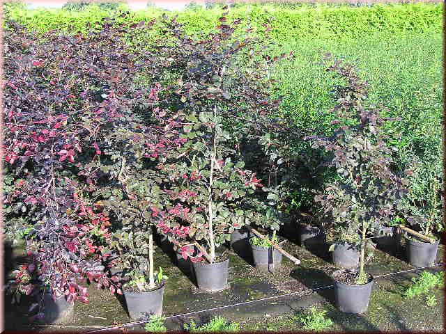 Preview: Fagus sylvatica purpurea