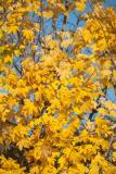 KugelAmberbaum (Liquidambar styraciflua, Gumball) 1214 cm kaufen in