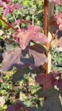 Preview: Acer campestre 'Elsrijk'